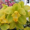 Cymbidium Orchid