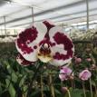 Phal.0011