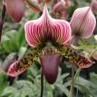 Paphiopedilum Orchid